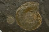 Plate of Jurassic Ammonite Fossils - Posidonia Shale, Germany #302964-2